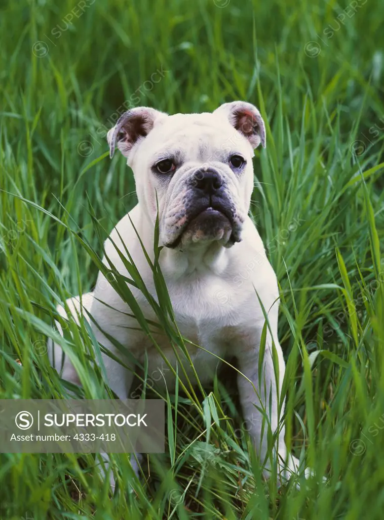 English Bulldog, AKC, five-month-old 'Axle' owned by Tina and Chris Boren of Wasilla, Alaska and photographed in hayfield near Palmer, Alaska.