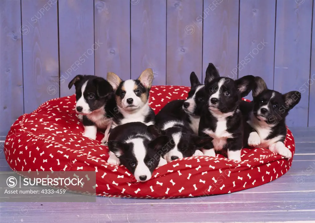 Cardigan Welsh Corgi, AKC, 7-week-old puppies photographed at Randi's studio and owned by Sharon Kilbourne of Wasilla, Alaska.