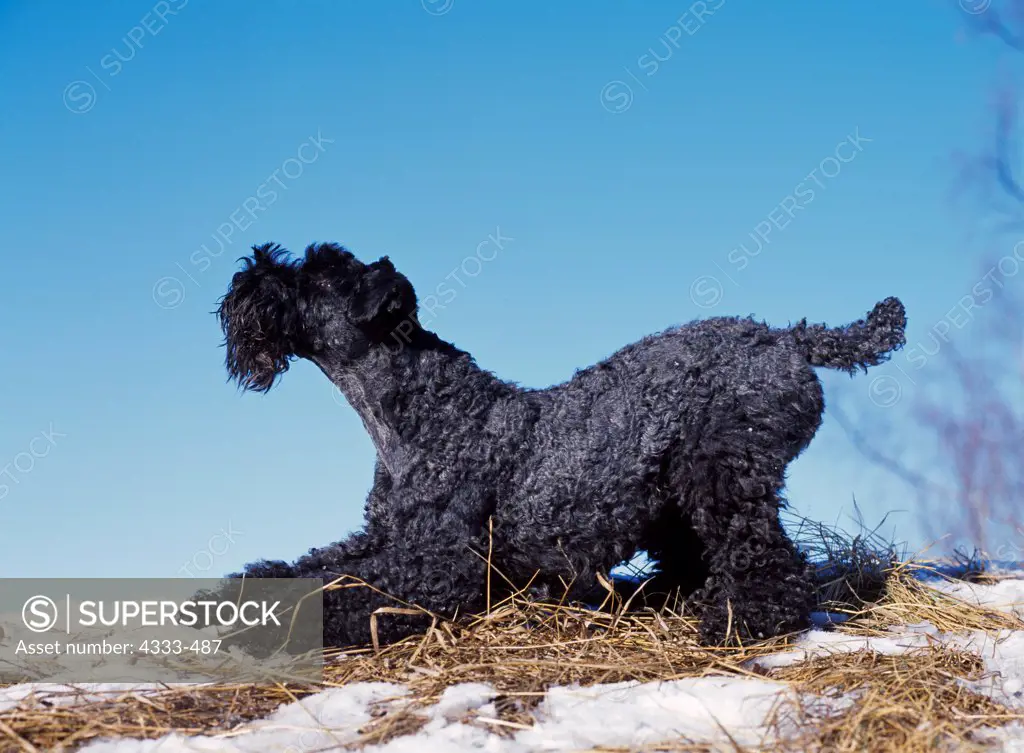 Akc kerry blue sales terrier