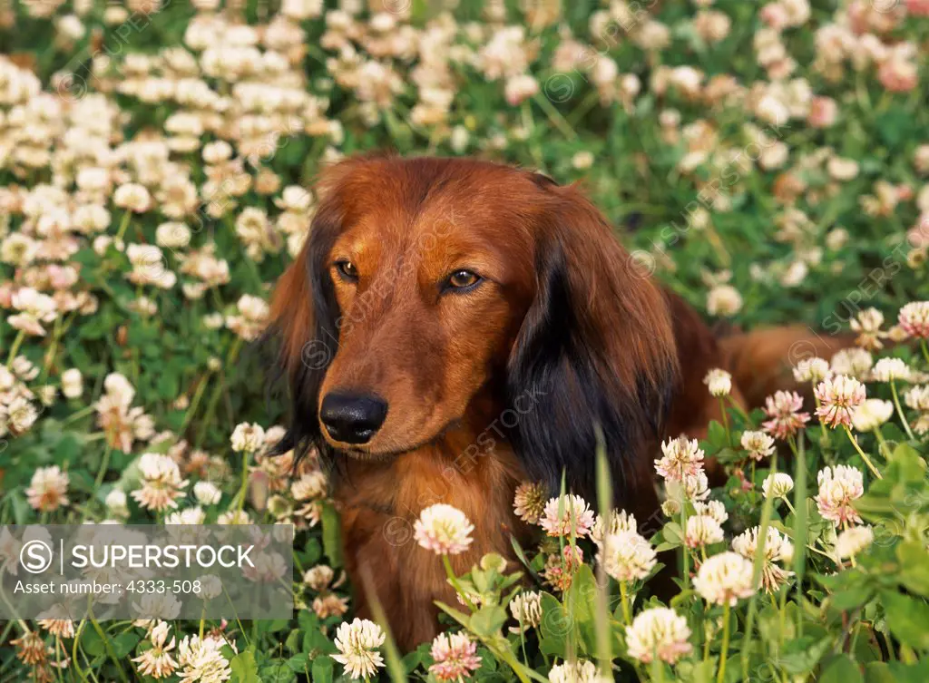 Akc long haired dachshund sale