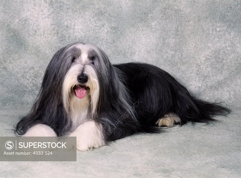 Bearded Collie, AKC, 6-year-old 'Yogi Bear' photographed at Randi's studio and owned by Dirce and Dennis Spurrier of Skagway, Alaska.