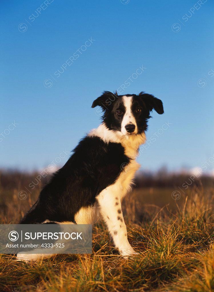 Blue clearance harvest collies