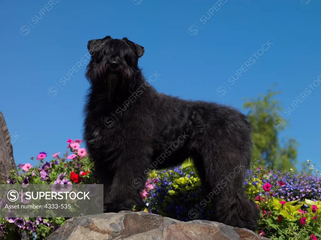 Bouvier des Flandres, 1 1/2-year old 'Cassie' photographed in Fairbanks, Alaska and owned by Stephen Bowerman of Wasilla, Alaska.