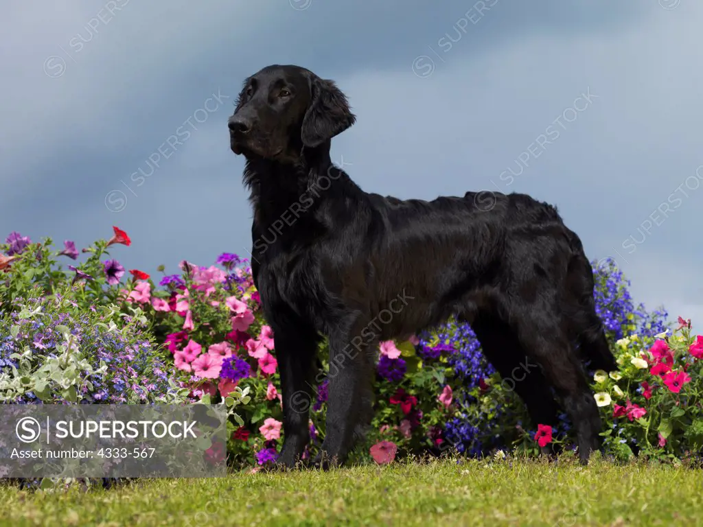 Akc flat outlet coated retriever