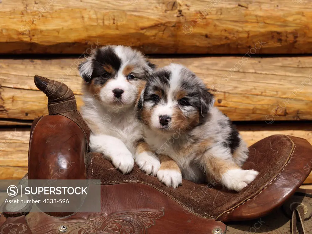 Australian Shepherds, AKC, five-week-old puppies photographed in Fairbanks, Alaska and owned by Kaylan Messina of Fairbanks, Alaska.