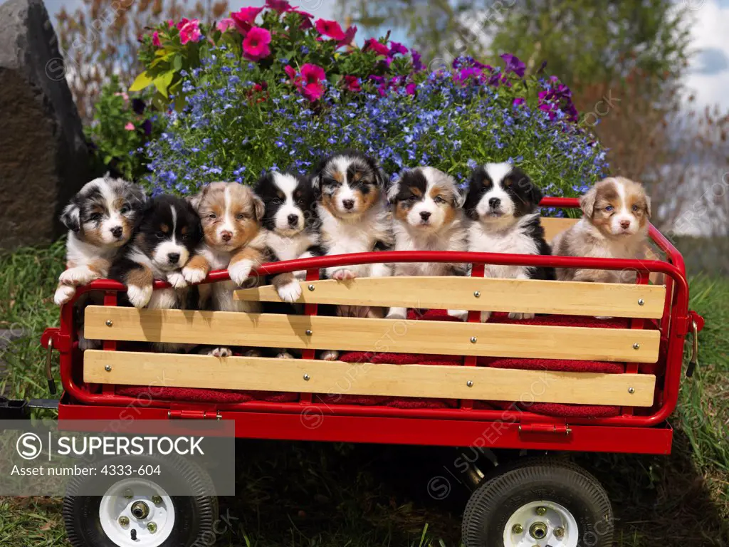 Australian Shepherds, AKC, five-week-old puppies photographed in Fairbanks, Alaska and owned by Kaylan Messina of Fairbanks, Alaska.