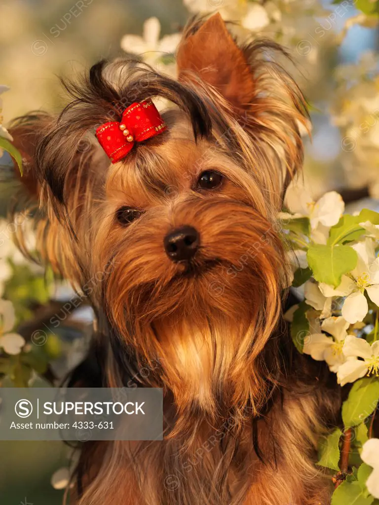 Akc best sale yorkshire terriers