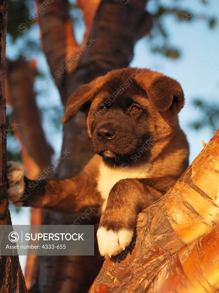 Akita, AKC, 12-week-old puppy 'Roshi' photographed in Palmer, Alaska and owned by Joseph and Cynthia Vidal of Anchorage, Alaska.