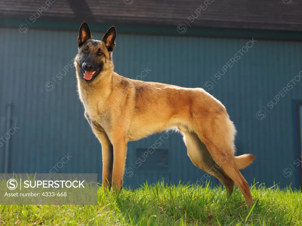 Akc malinois store