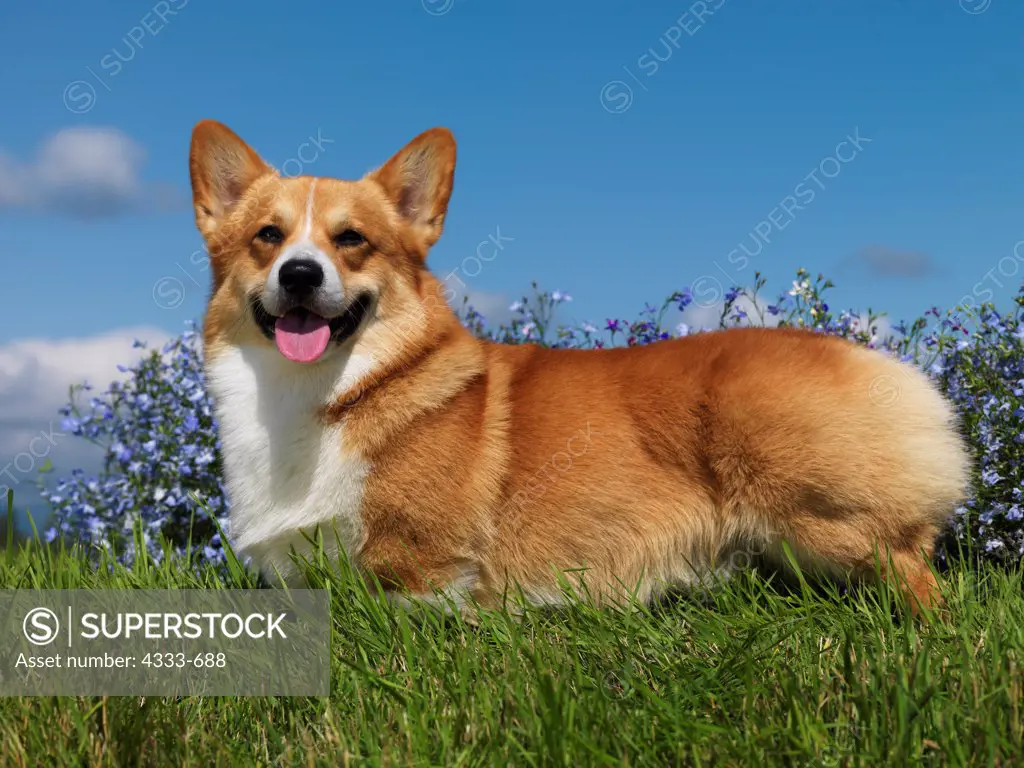 Pembroke Welsh Corgi, AKC, 4-year-old 'Mau' photographed in Palmer, Alaska and owned by C. Arlette Baldwin of Kenai, Alaska.