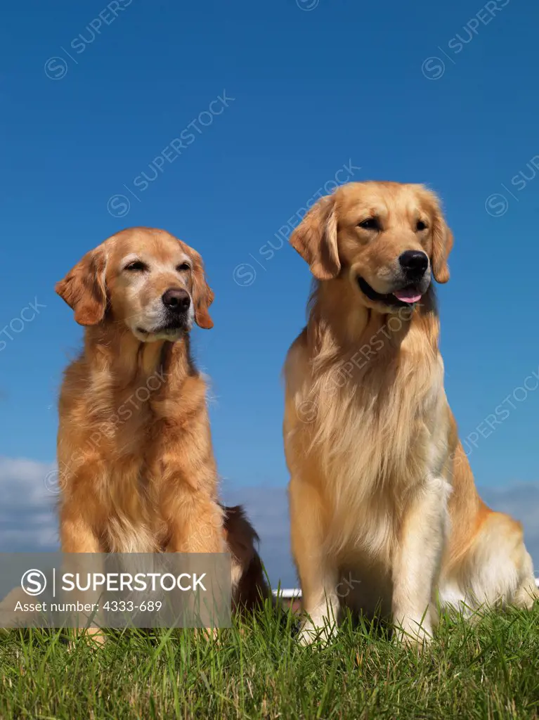 Golden Retrievers, AKC, 2-year-old 'Higgins' and 9-year-old 'Keeper' photographed in Palmer, Alaska and owned by Cindy Steward of Eagle River, Alaska.