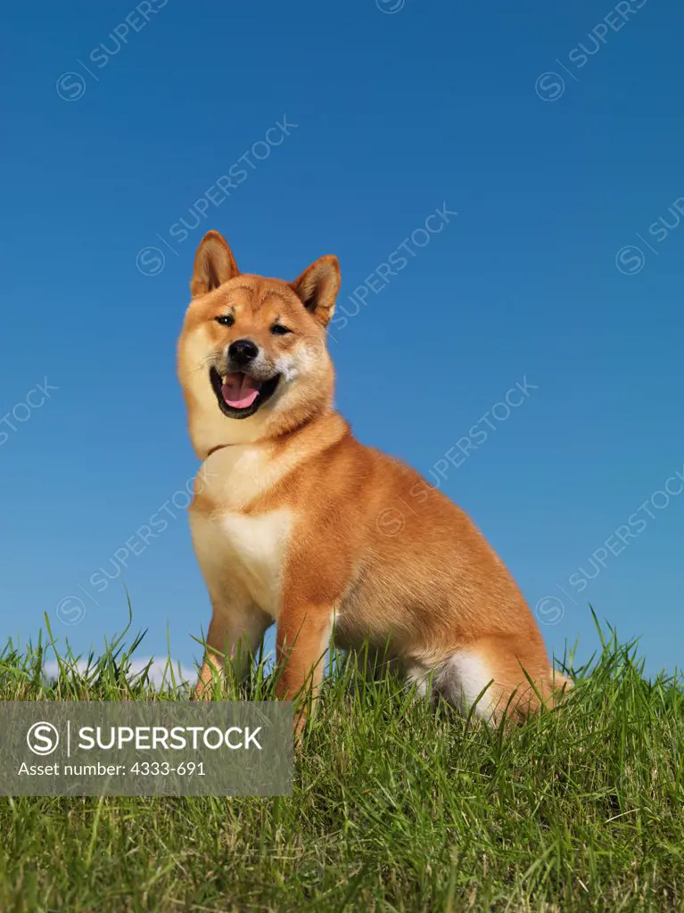 Shiba Inu, AKC, 10-month-old 'Kenai' photographed in Palmer, Alaska and owned by Jan Johnson of Soldotna, Alaska.