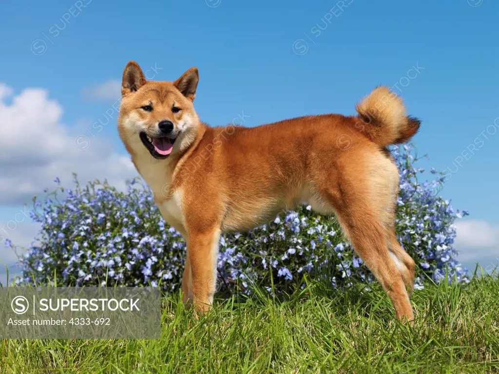 Shiba Inu, AKC, 10-month-old 'Kenai' photographed in Palmer, Alaska  and owned by Jan Johnson of Soldotna, Alaska.