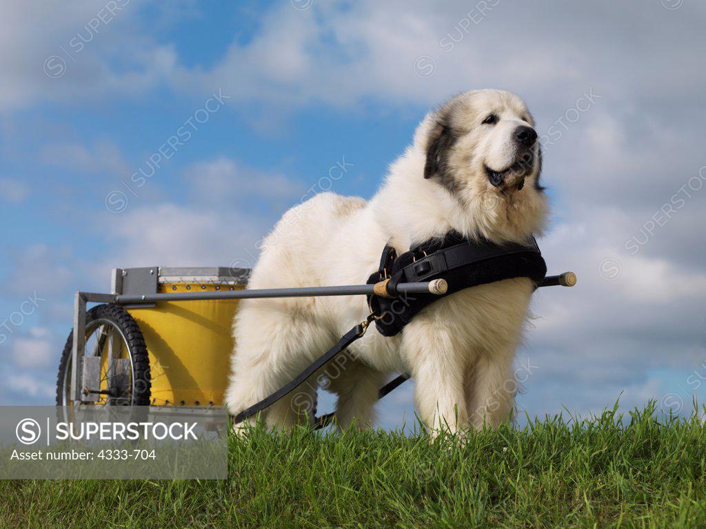 Great pyrenees hot sale pulling cart