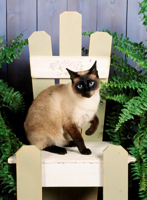 Siamese cat sitting on chair, studio shot