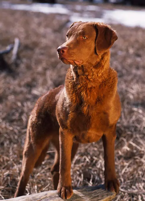 Chesapeake Bay Retriever, AKC, 7 1/2-year-old 'Valdez' photographed on the Palmer Hay Flats, Alaska and owned by Lynda Barber-Wiltse of Anchorage, Alaska.