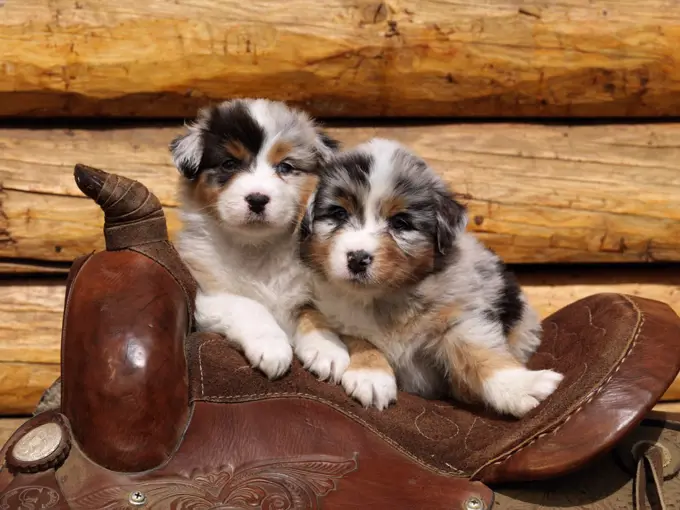 Australian Shepherds, AKC, five-week-old puppies photographed in Fairbanks, Alaska and owned by Kaylan Messina of Fairbanks, Alaska.