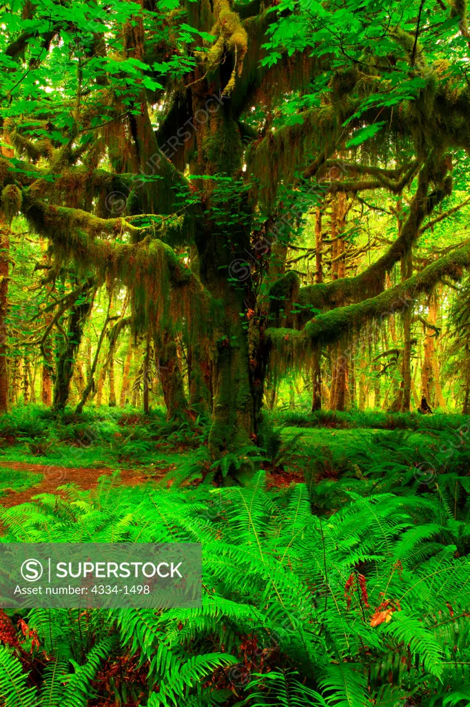 Mossy Bigleaf Maple tree along the Maple Glade Trail, Quinault Rainforest, Olympic National Park, Washington State, USA