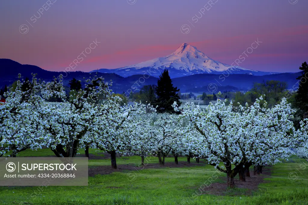 Sunrise Over Fruit Orchards Mt Hood In The Hood River Valley In Hood River Oregon