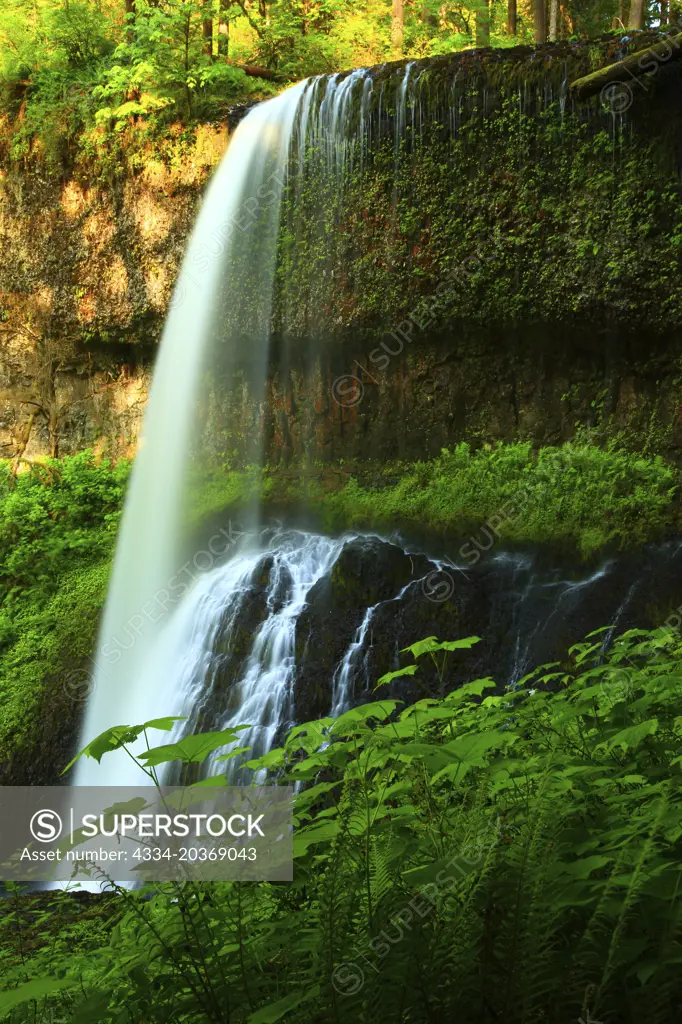 Middle North Falls Flows Over Basalt Cliffs in Silver Falls State Park in Oregon