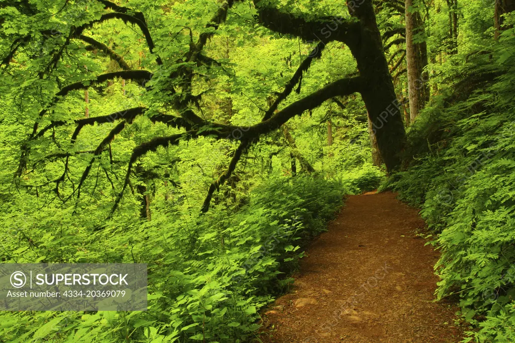 Mossy Maple Tree Over Hanging The Trail of Ten Falls in Silver Falls State Park in Oregon