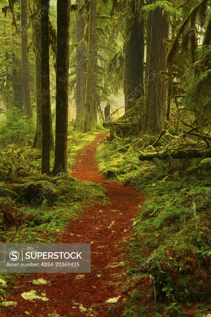 The Pocket Rainforest of Baker Lake Trail in Mt Baker-Snoqualmie National Forest of Washington