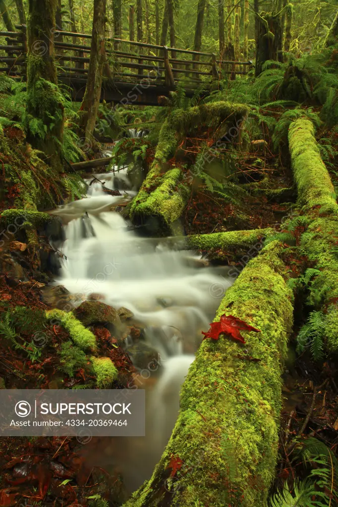 Seasonal Creek Flows Through a Mossy Scene With A Hiking Bridge in Wallace Falls State Park in Washington