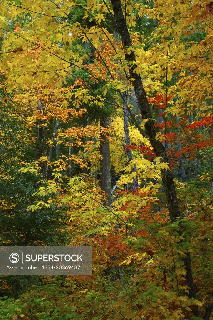 Fall Color Along Glacier View Road in the Wenatchee National Forest in Washington