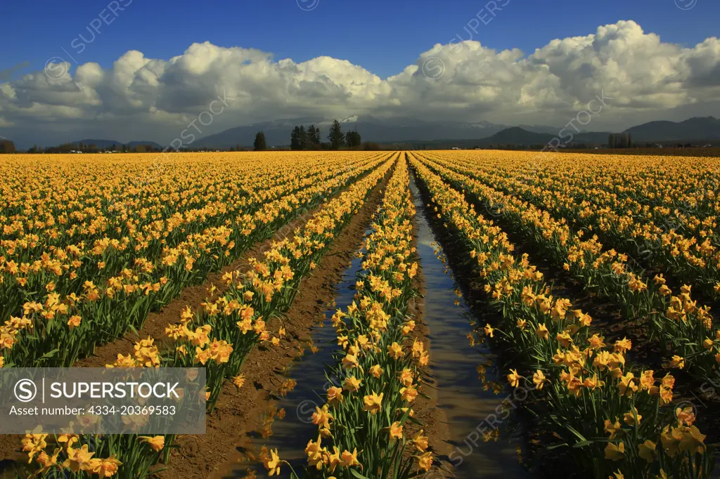 Spring Daffodils Field in Bloom C/O Roozengaarde Farm in Skagit Skagit Valley Washington