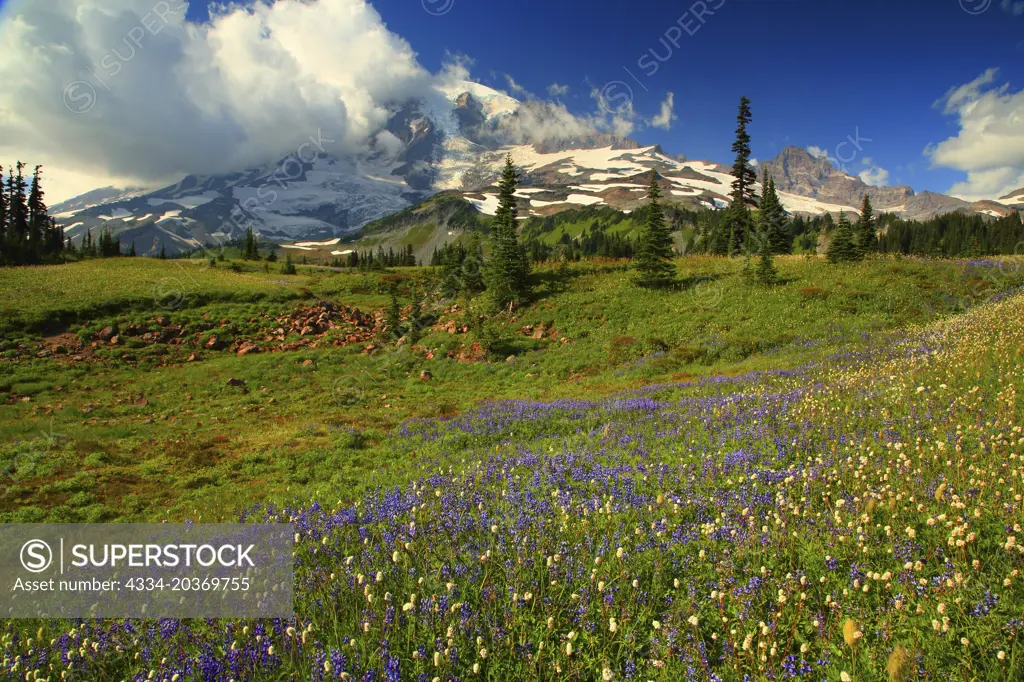 Wildflowers and Mt Rainier From Mazama Ridge in Mt Rainier National park in Washington 