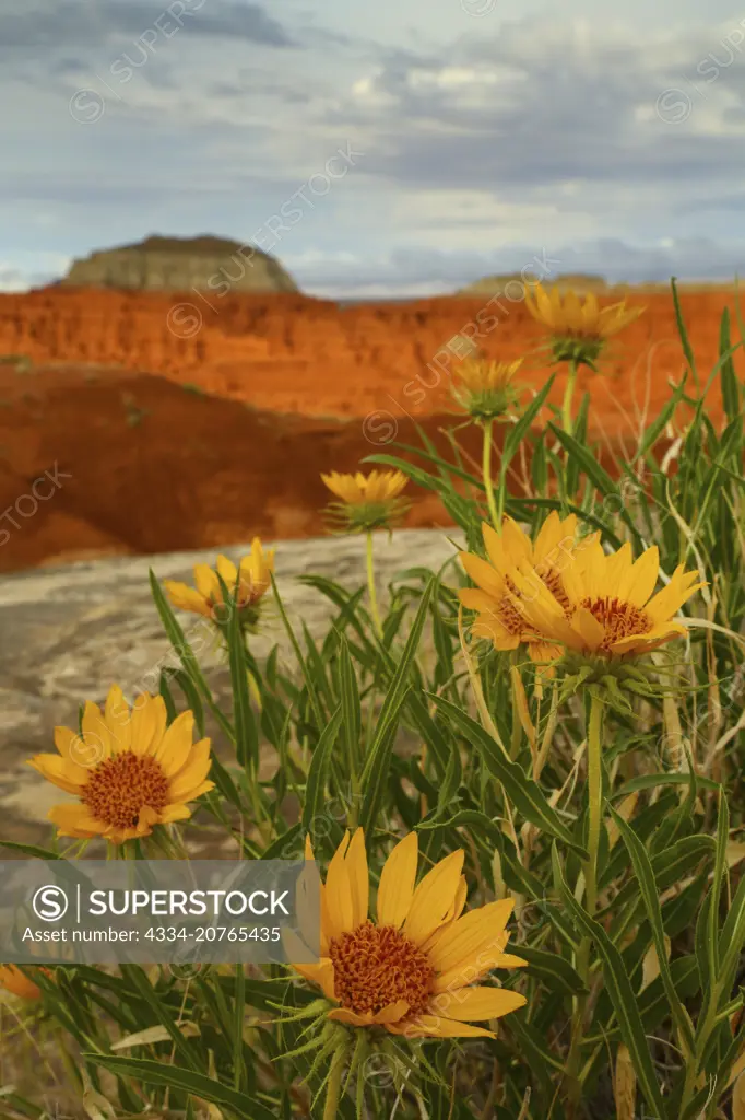 Yellow Balsamroot Wildflowers in Goblin Valley State Park in Utah