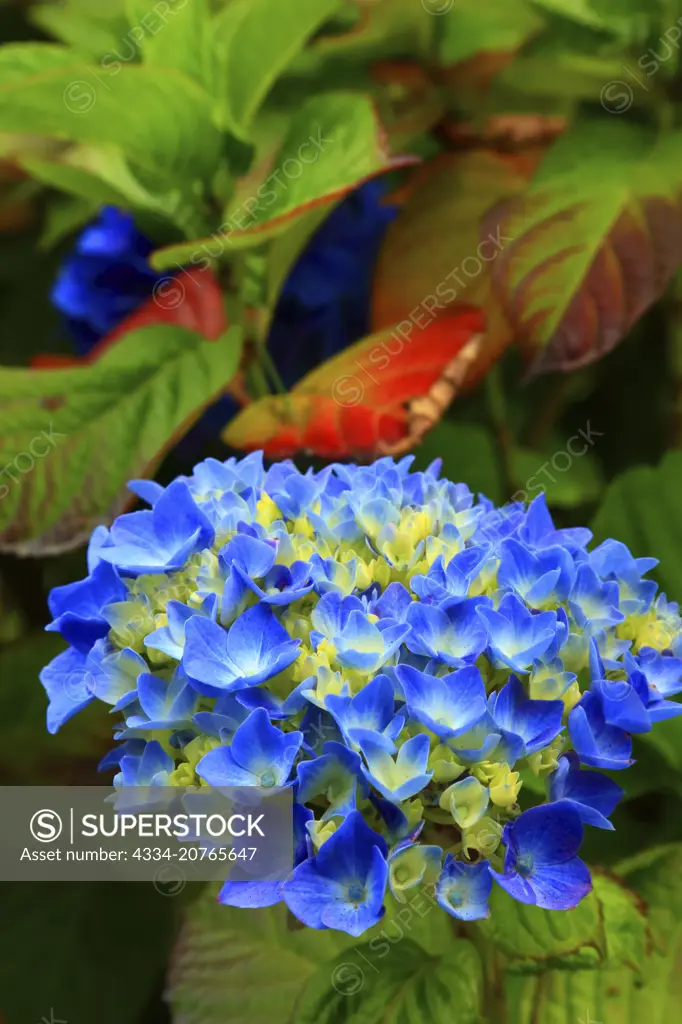 Blue and Yellow Hydrangea Flowers in Bloom From Cannon Beach Oregon