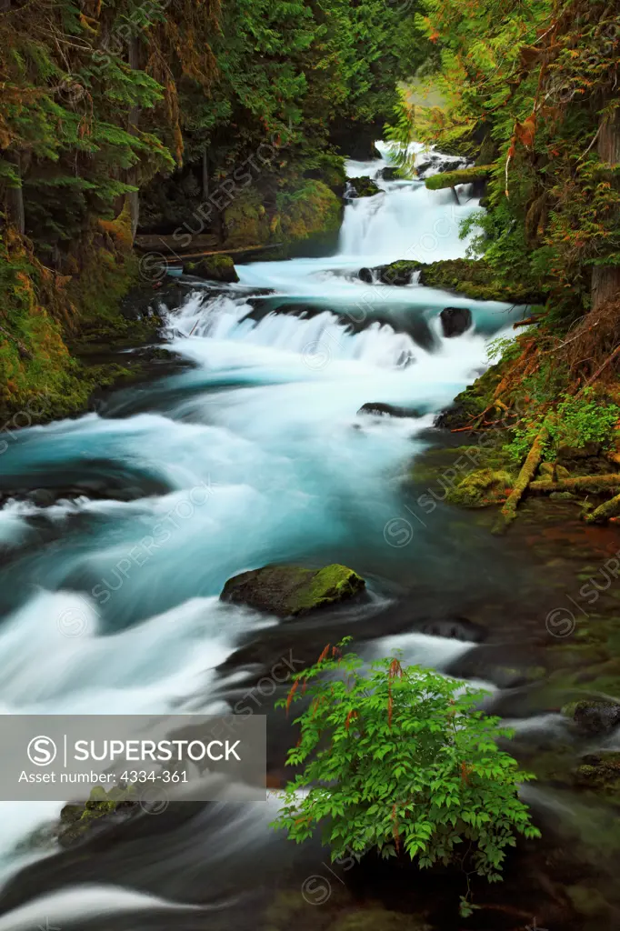 Rapids on the McKenzie River, a Wild and Scenic River in the Willamette National Forest.