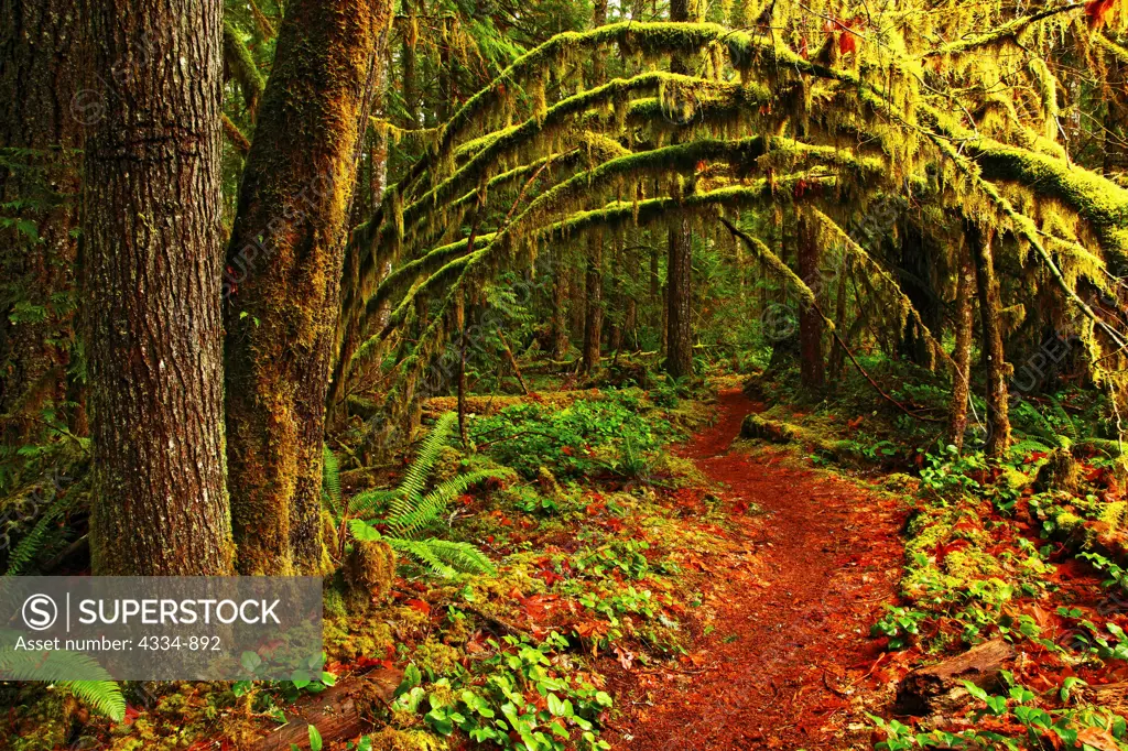 Mossy Maple Tunnel on Horseshoe Trail