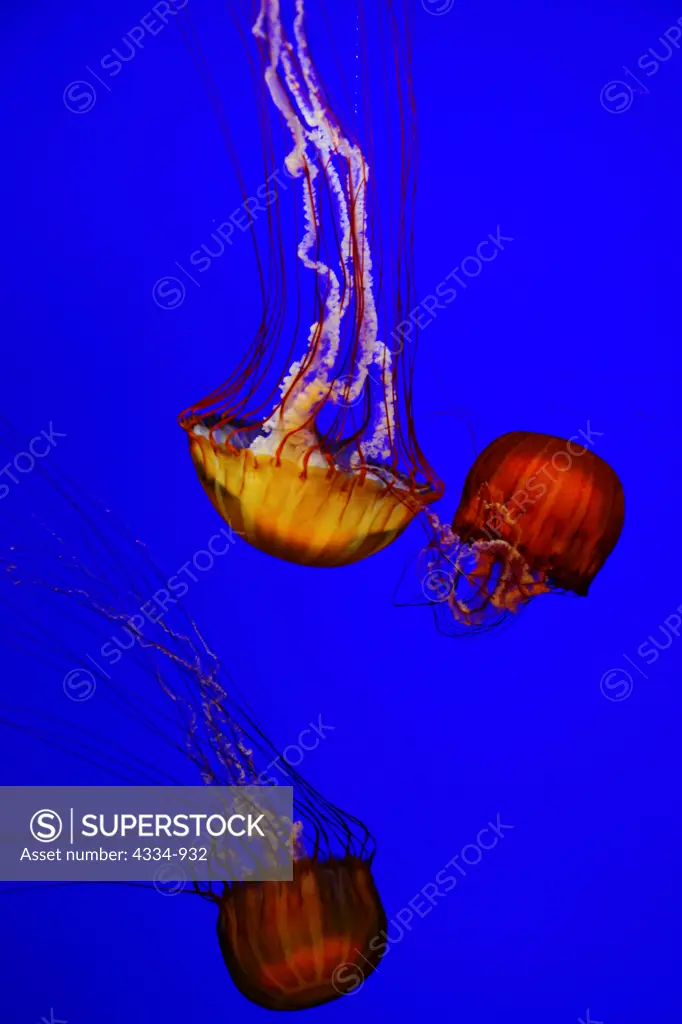 Jellyfish, or Atlantic Sea Nettle, in Aquarium