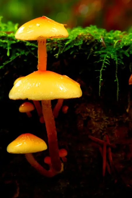 USA, Washington, Deception Pass State Park, Mushrooms growing on forest bed