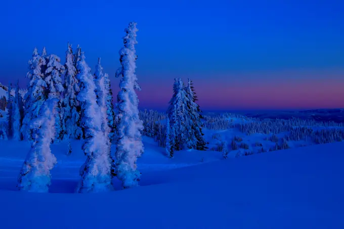 USA, Washington, Mt Rainier National Park, Snow covered trees in alpenglow