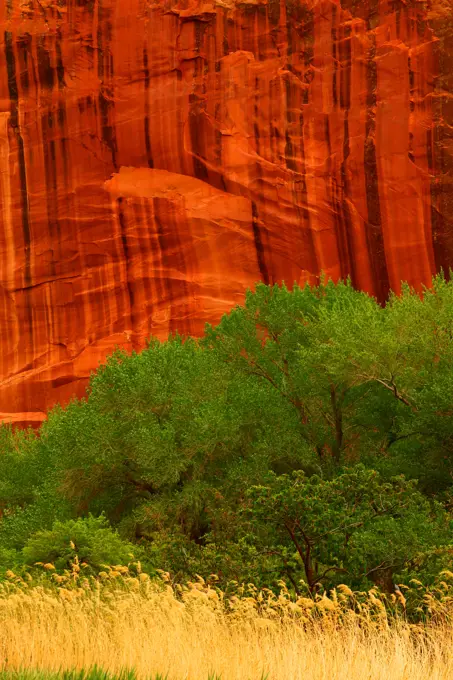 Trees in front of a Cliff, Capital Reef National Park, Utah, USA