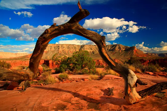 Rock formations in a canyon from Toroweap/Tuweep Area, North Rim, Grand Canyon, Grand Canyon National Park, Arizona, USA