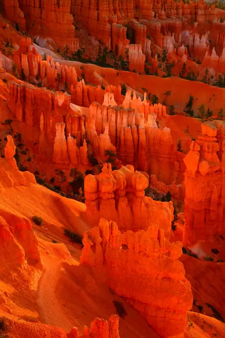 Hoodoos rock formations at morning, Bryce Canyon, Bryce Canyon National Park, Utah, USA