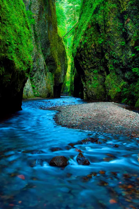 Creek flowing through a forest, Oneonta Creek, Oneonta Gorge, Columbia River Gorge National Scenic Area, Oregon, USA