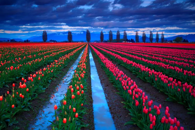 Tulips in a field, Roozengaarde, Mt Vernon, Skagit Valley, Washington State, USA