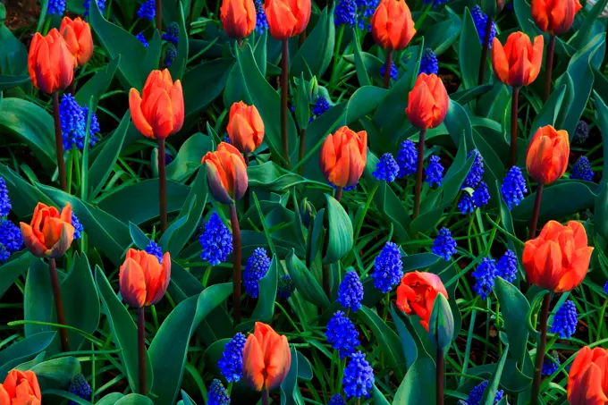 Close-up of Tulip flowers, Roozengaarde, Mt Vernon, Skagit Valley, Washington State, USA