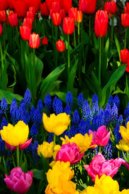 Tulips in a garden, Roozengaarde, Mt Vernon, Skagit Valley, Washington State, USA