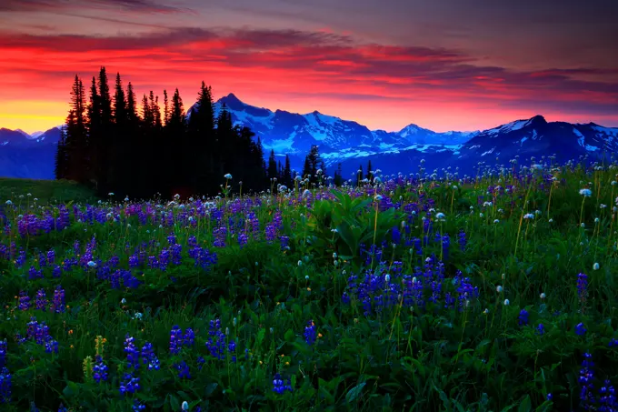 Wildflowers and Mt Shuksan from Skyline Divide, Mt Baker Wilderness, Mt Baker-Snoqualmie National Forest, Washington State, USA