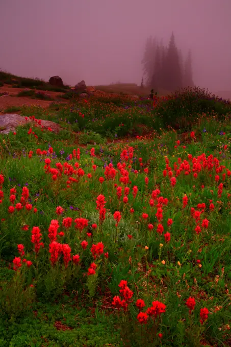 Indian Paintbrush along the Skyline Trail, Mt Rainier National Park, Washington State, USA