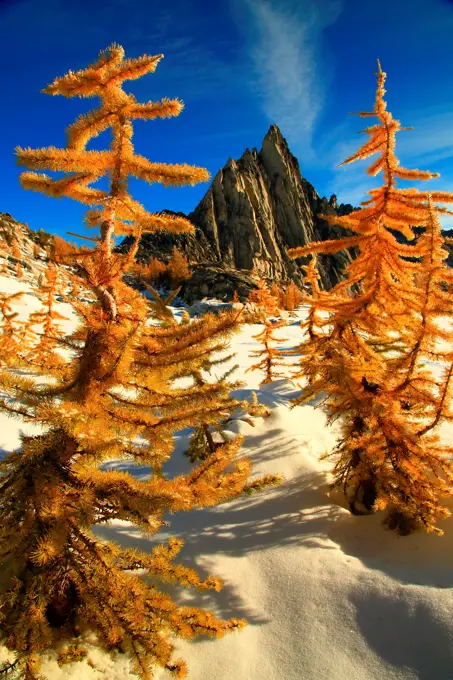 Golden Larch trees in snow with mountain peak in the background, Alpine Lakes Wilderness, Washington State, USA