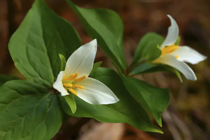 Trillium Wildflowers at Trillium Lake the Mt Hood National Forest of Oregon