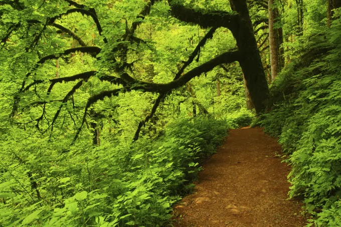 Mossy Maple Tree Over Hanging The Trail of Ten Falls in Silver Falls State Park in Oregon