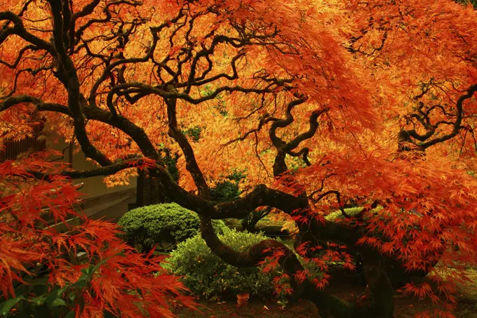 Fall Color and Japanese Maple in the Porland Japanese Garden Part ff Washington Park in Portland Oregon